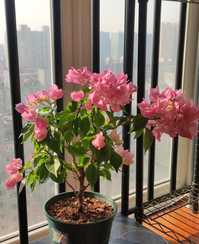 三角梅介绍，粉白蝶三角梅介绍（三角梅界的“贵族”—比芭）