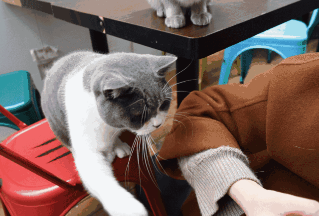 最可爱好养的小动物，猫界最值得养的6种猫