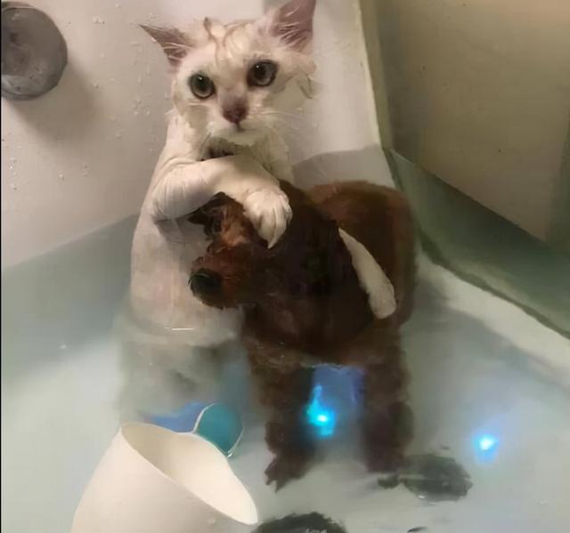 猫咪为什么怕黄瓜，为什么猫会怕黄瓜（千万不要对猫咪做这些事情）