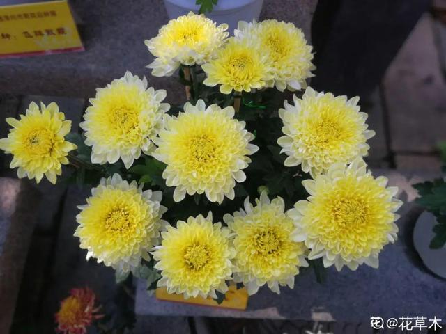 春天开的花有哪些，春天开的花有哪些是白色的（现在养正是开花好时候）