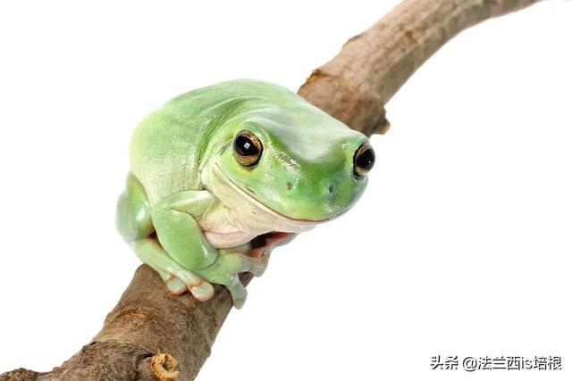 树蛙吃什么,树蛙有毒吗(宁波海关截获的树蛙)