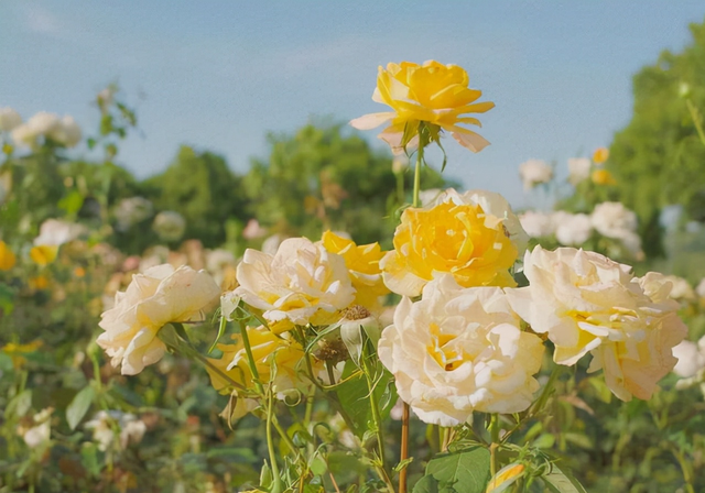 见贤思齐是什么意思，见贤思齐的意思是什么（不过是一场“顺其自然”）