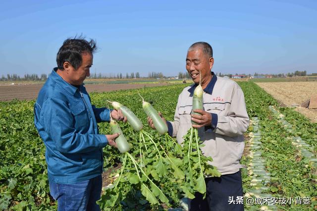 白萝卜种植时间和方法，种白萝卜的正确方法（高产萝卜种植技术）