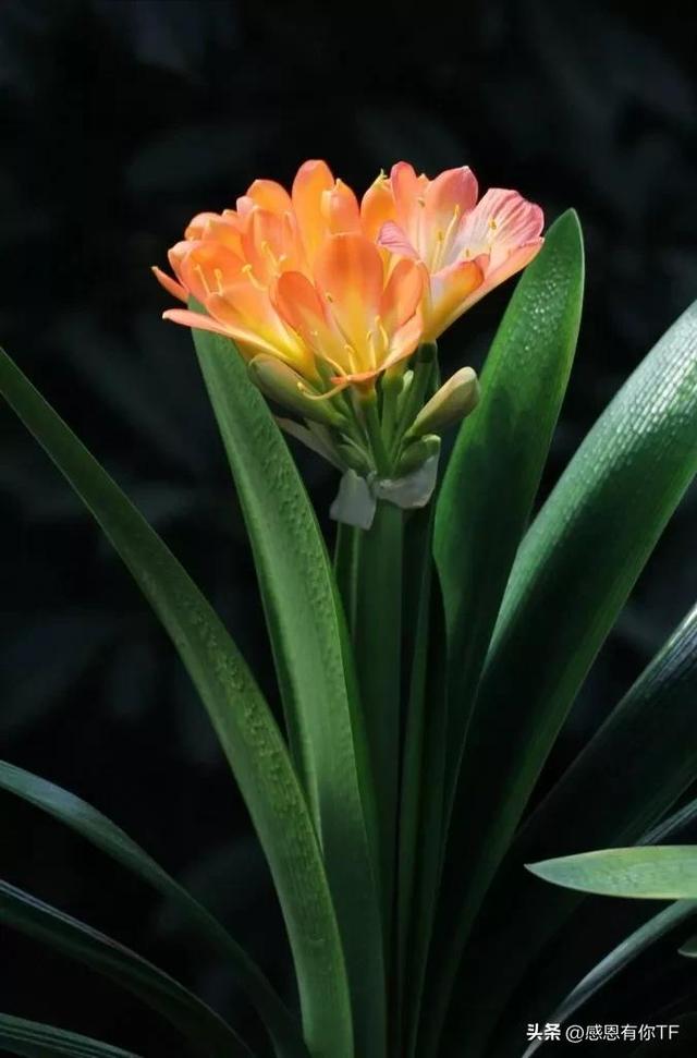 长春市花是什么花，长春市花是什么花（长春市市花——君子兰）