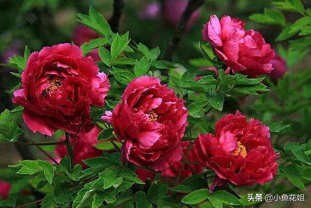 母亲节送什么花，母亲节送什么花最适合（能送给母亲的花不只是康乃馨）