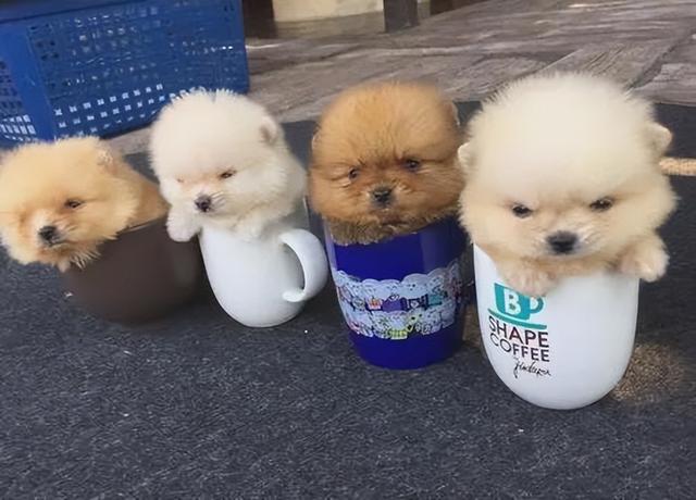 茶杯狗好养吗,茶杯狗好养吗好养吗(畸形审美"茶杯犬)