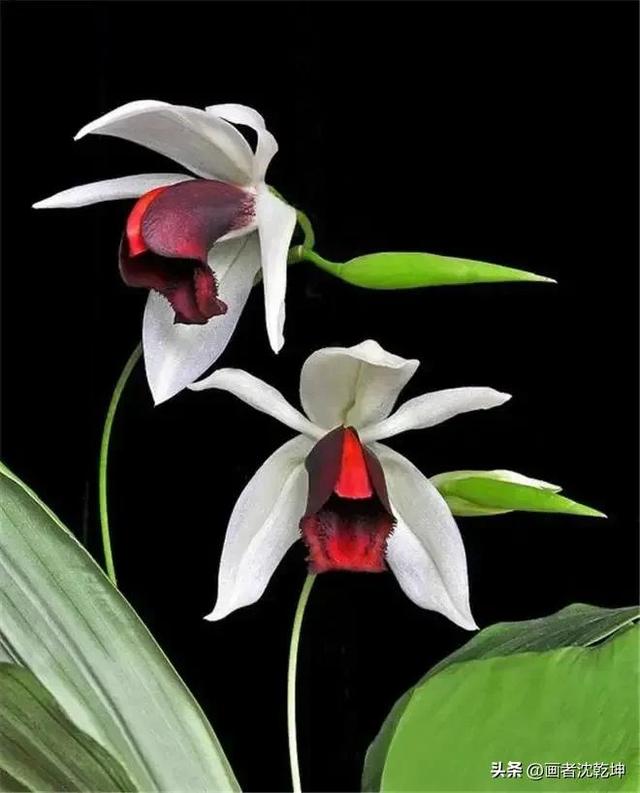 十大最贵最美兰花，绝美兰花50幅