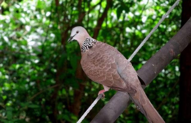 鸽子与斑鸠有什么区别,鸽子与斑鸠有什么区别(为何人们却看不到它们的