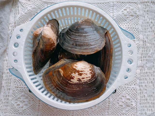 爆炒河蚌的做法，爆炒河蚌肉的做法（4月必吃的一种河鲜）