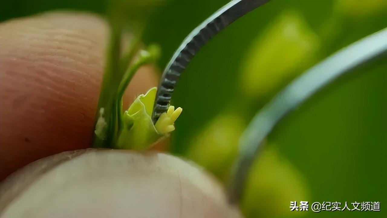 我到新疆去(我到新疆去挑战文本内容)
