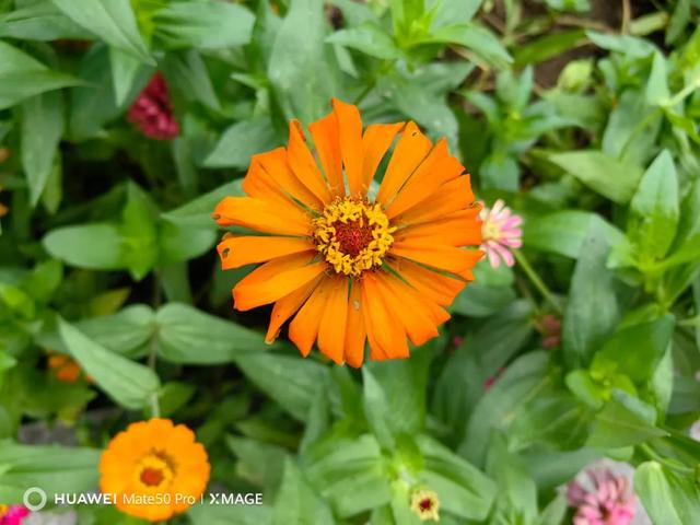 哪两种颜色可以调成紫色，哪两种颜色可以调成紫色彩搭配（但仍是一台值得购买的旗舰手机）