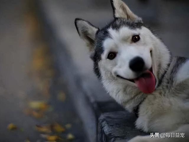 二哈多少钱一只，萨摩耶多少钱一只（男子800块买二哈，问纯不纯）