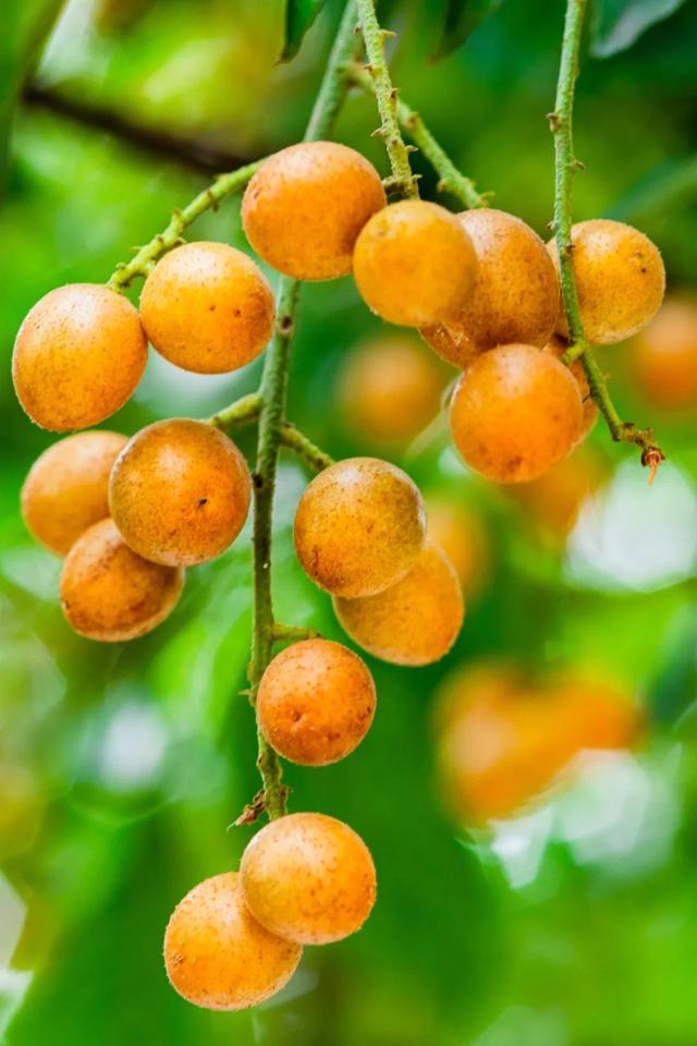 雪莲果图片，这13种水果因为名字被误解（雪莲果图片叶子图片）