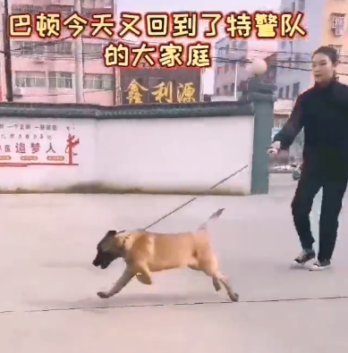 巴顿犬多少钱 巴顿 军犬