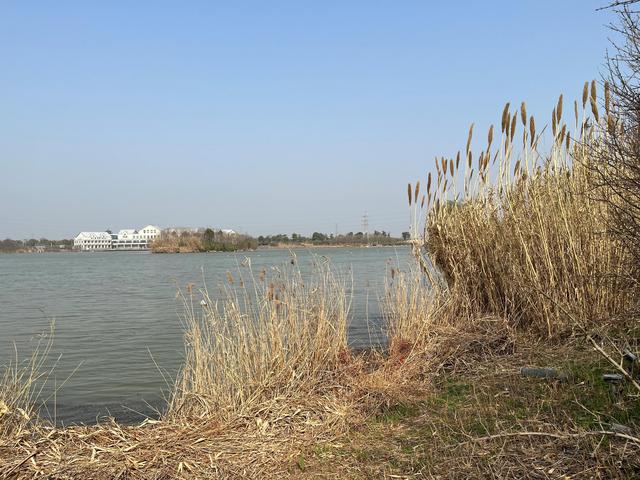 盐城荷兰花海旅游攻略，江苏大丰自驾游—梅花湾、荷兰花海、施耐庵公园