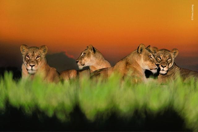 欧美吴彦祖，微信头像，欧美吴彦祖（2018年度最佳野生动物摄影作品图集）