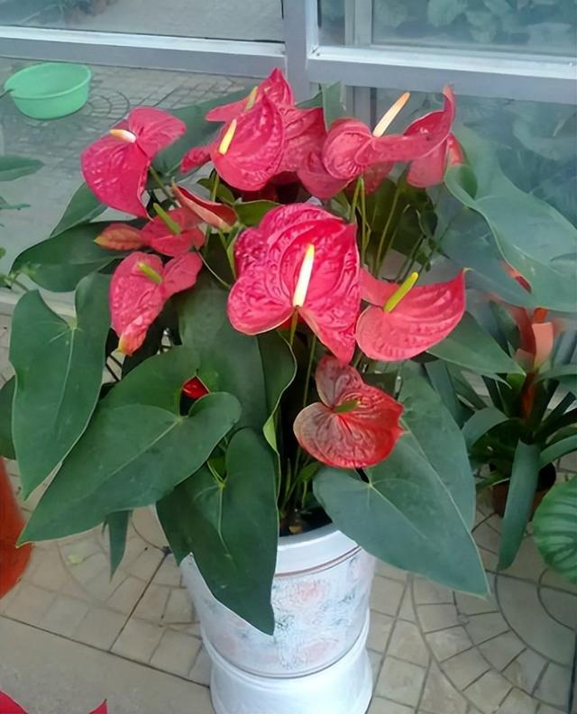 什么花盆栽好养四季开花，7种花很“勤奋”