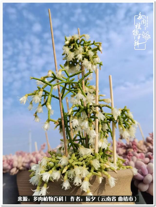 雨露均沾后宅古代n，雨露均沾后宅古代n女尊（终能遇见美好）