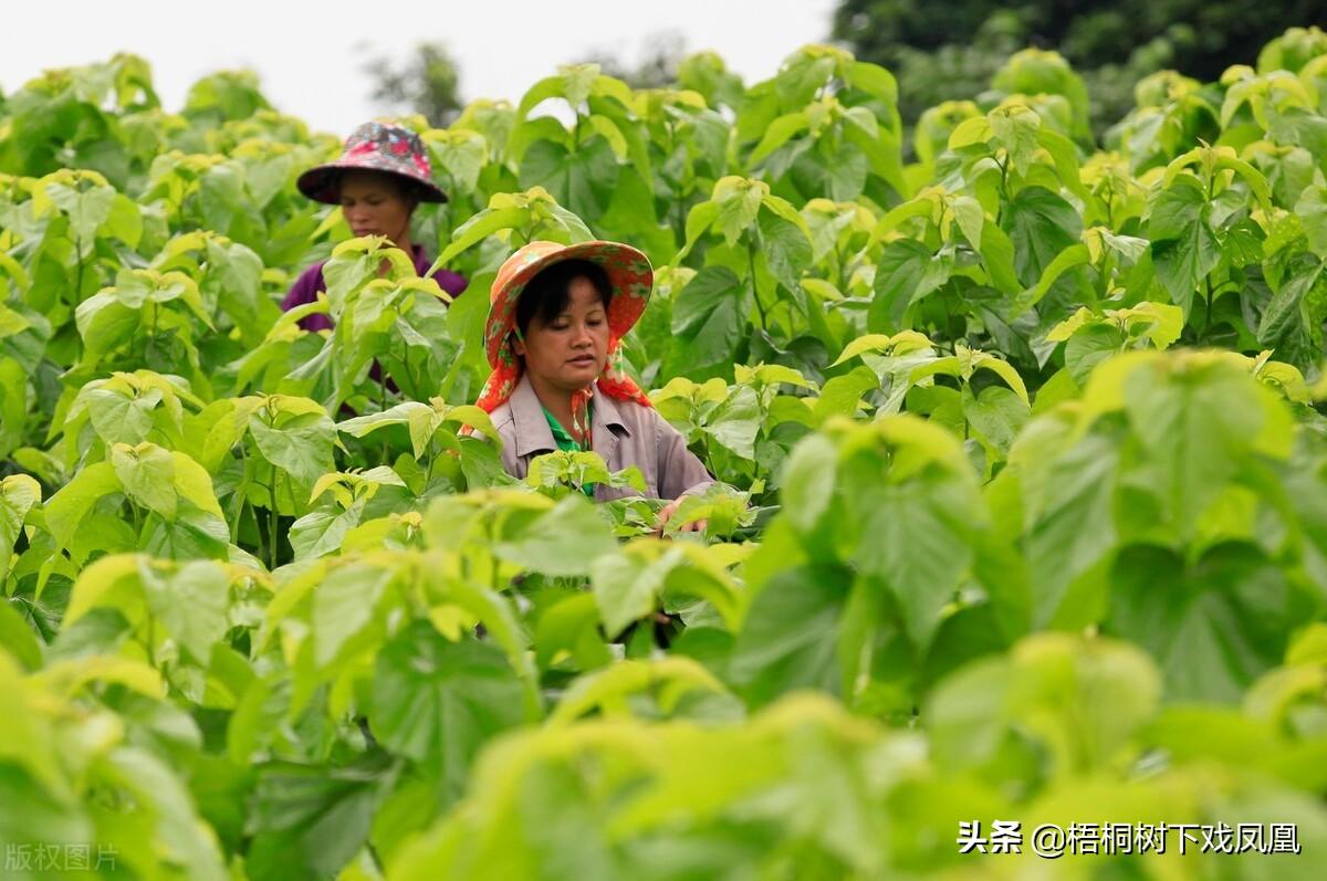 水虎年是什么意思，水虎命是什么意思（“五牛耕田、八龙治水”）