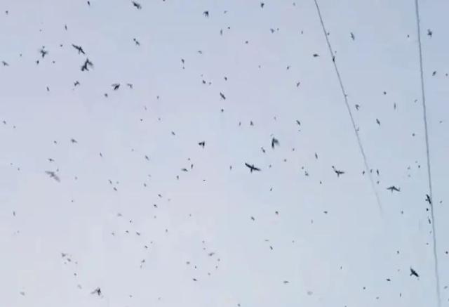 蝙蝠是鸟吗，四川德阳傍晚出现“密集鸟群”（蝙蝠是鸟吗请说明你的理由）