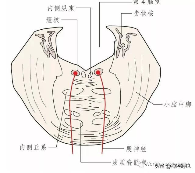 属于膜迷路的结构是，属于膜迷路的结构是蜗管蜗顶（彩图经典版│脑神经和脑神经核解剖）
