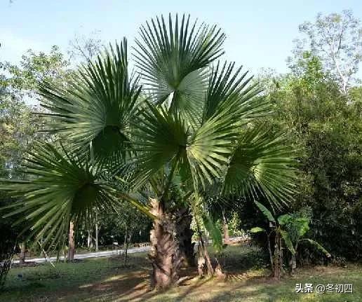 晨诣超师院读禅经，晨诣超师院读禅经原文（是唯心论者还是唯物论者─《晨诣超师院读禅经》）