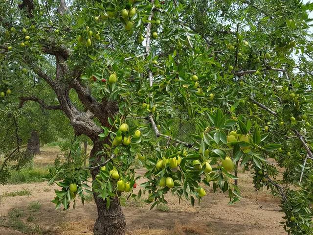大枣的主要产地是哪里，大枣产地哪里比较好（这10个产地名气较大）