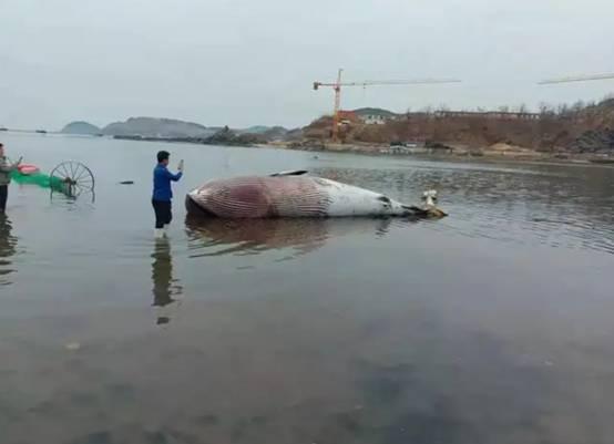 须鲸，大连海滩又出现搁浅须鲸（须鲸捕食的视频大全）