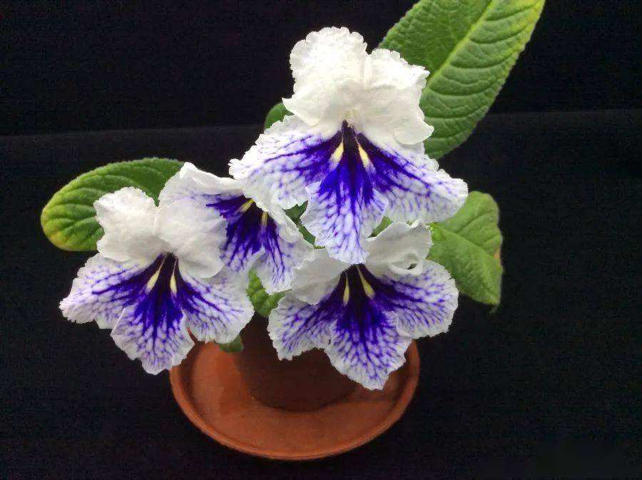 喜阴避光植物(适合阳台喜阴开花植物)-娱宸网