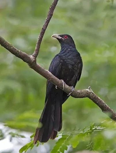 鳥類大全圖片及名稱,鳥類圖片大全(這個系列10種鳥的圖鑑)