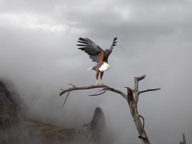 印度的国鸟是什么，各个国家的国鸟是什么（揭秘为什么中国还没有“国鸟”）