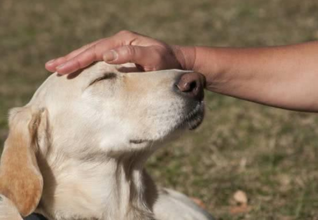 拉布拉多犬摸它哪里它会生气，拉布拉多摸她的时候老是咬我（狗喜欢主人在哪里抚摸它们）