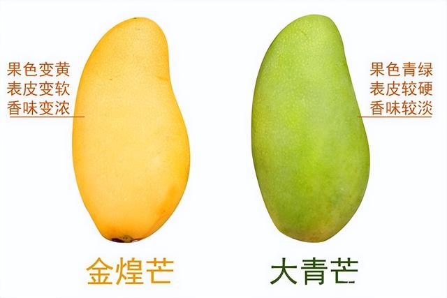 贵妃芒和水仙芒哪种好吃，软糯香甜还是甜蜜爆汁（贵妃芒和水仙芒区别）