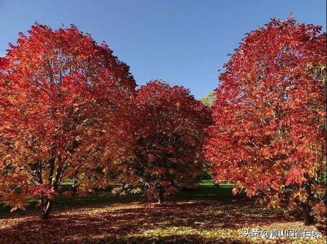 树种行情：娜塔栎市场受欢迎，种植忌盲目！（这些卖1-2万的树）