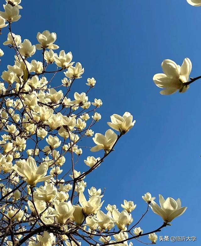 白玉兰的花语是什么，白玉簪枝头，无虑也无愁