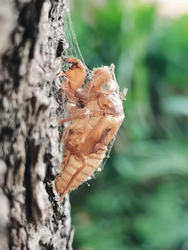 蝉蜕的功效与作用，蝉蜕的作用与功效（蝉蜕：高风亮节，破茧重生之美）