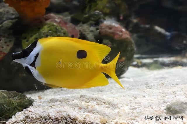 鱼睡觉是什么样子，鱼是怎么睡觉的（鱼处于低能耗状态时）