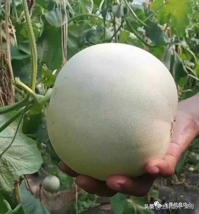 绿色的哈密瓜叫什么，绿色的哈密瓜叫什么名字（哈密瓜、蜜瓜、网纹瓜、香瓜、羊角蜜傻傻分不清）