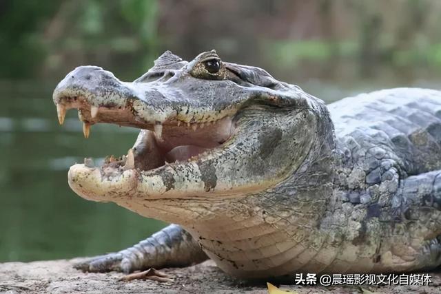 亚马逊热带雨林的危险动物，热带雨林有什么危险的动物（世界上最危险的亚马逊丛林）
