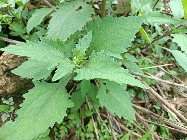 豨什么意思解释，豨字笔画笔顺（好多人不知道它的价值）