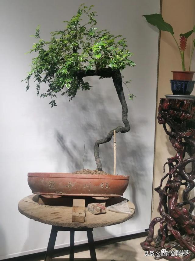 黑骨茶盆景怎么养护，黑骨茶盆景怎么养护视频（一棵黑骨茶盆景的改作引来老中青少四代树痴乐此不疲）