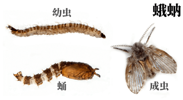 蛾蚋幼虫进入人体怎么办，蛾蚋幼虫会进入人体吗（传染病菌、寄生人体）