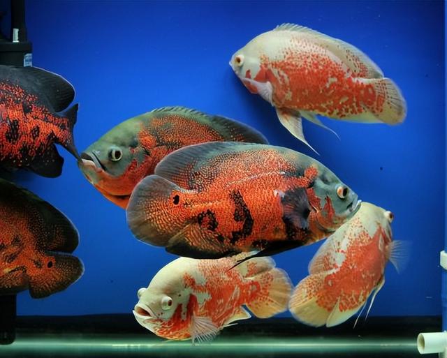 鱼的图片大全大图，鱼图片大全（鱼图片大全简笔画）