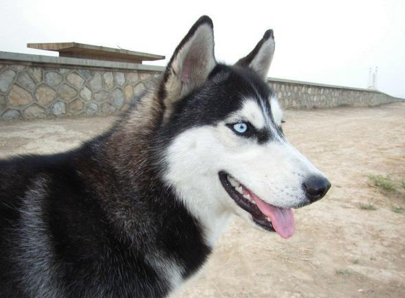 金毛是哪个国家的，十大聪明犬排名（被评为“无攻击性”的3种狗）