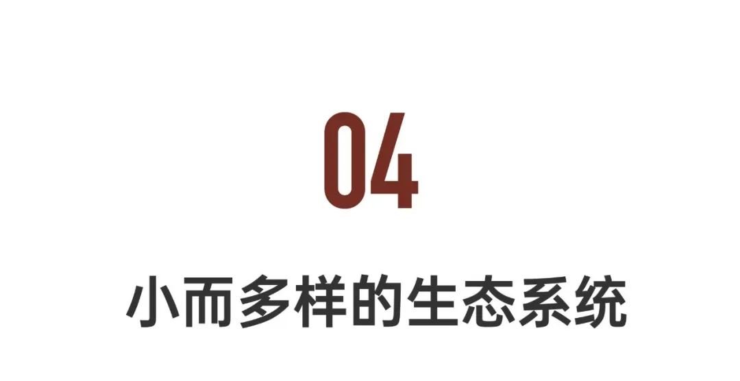 地猫（33岁女生在荒山独居6年）