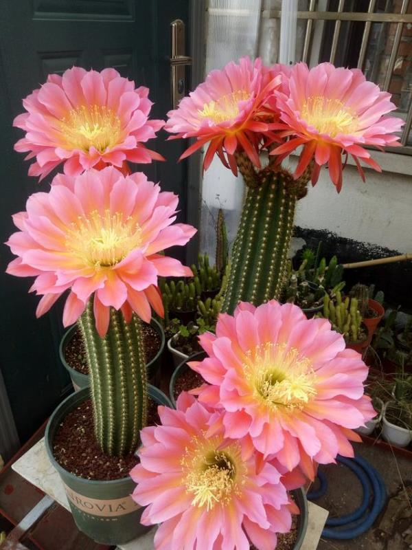 马齿苋多少钱一棵，马齿苋药材价格（堪称“死不了”）