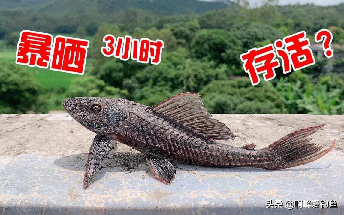 清道夫入侵十余省，盘点中国十大最干净可食用鱼类推荐