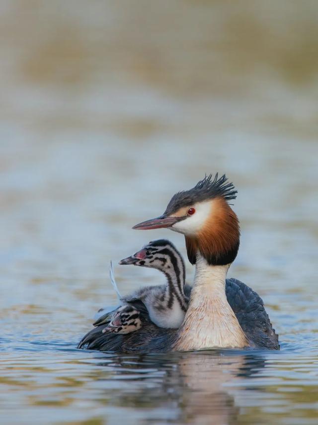 灰背燕尾，中国鸲鹟科鸟类，灰背燕尾是燕子吗（来自腾冲和顺的“她们”成了全国网红~）