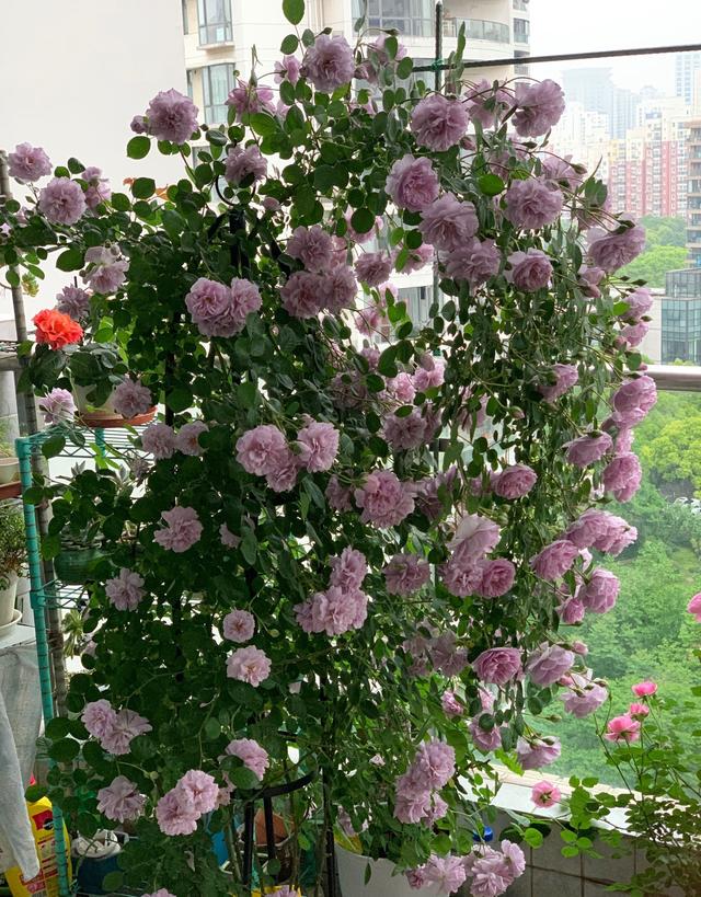 冬天有什么花开放，冬季开花的花卉有哪些（8种“稀罕花”）