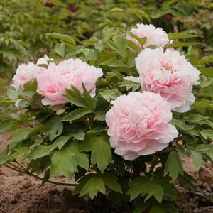 牡丹有哪些品种，牡丹有哪些品种(要名称)（精美绝伦的牡丹花十大品种图片欣赏）